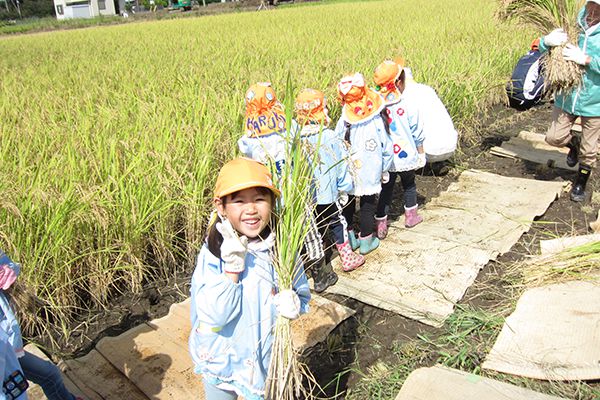 葛飾若草幼稚園の行事：9月 稲刈り