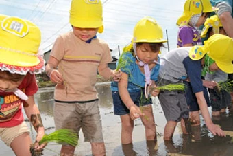葛飾若草幼稚園の農園(埼玉県吉川市)