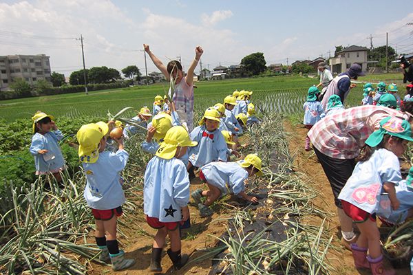 葛飾若草幼稚園の農園 玉ねぎの収穫