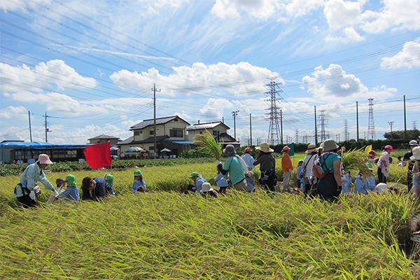 葛飾若草幼稚園の農園 稲刈り