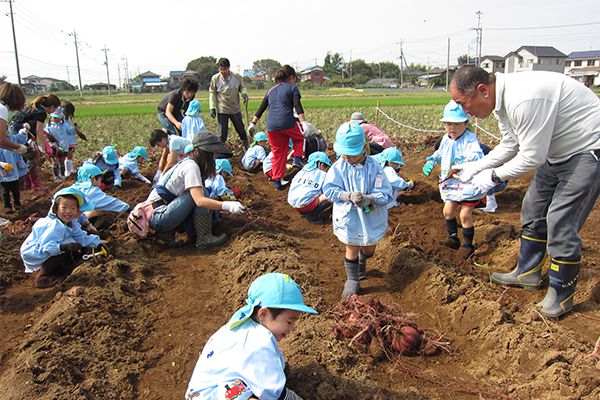 葛飾若草幼稚園の農園 さつまいも掘り