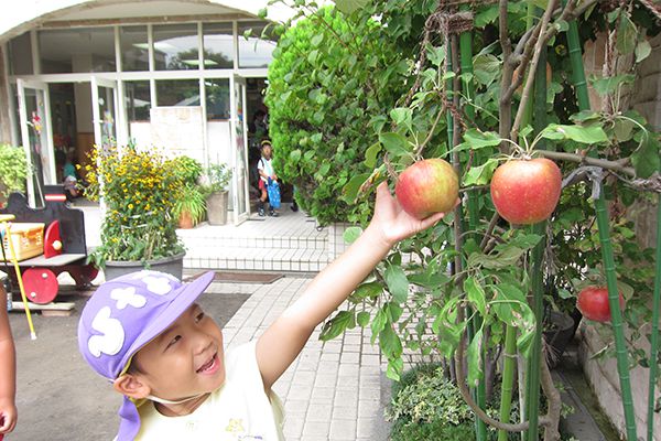 葛飾若草幼稚園の園庭 りんごの木